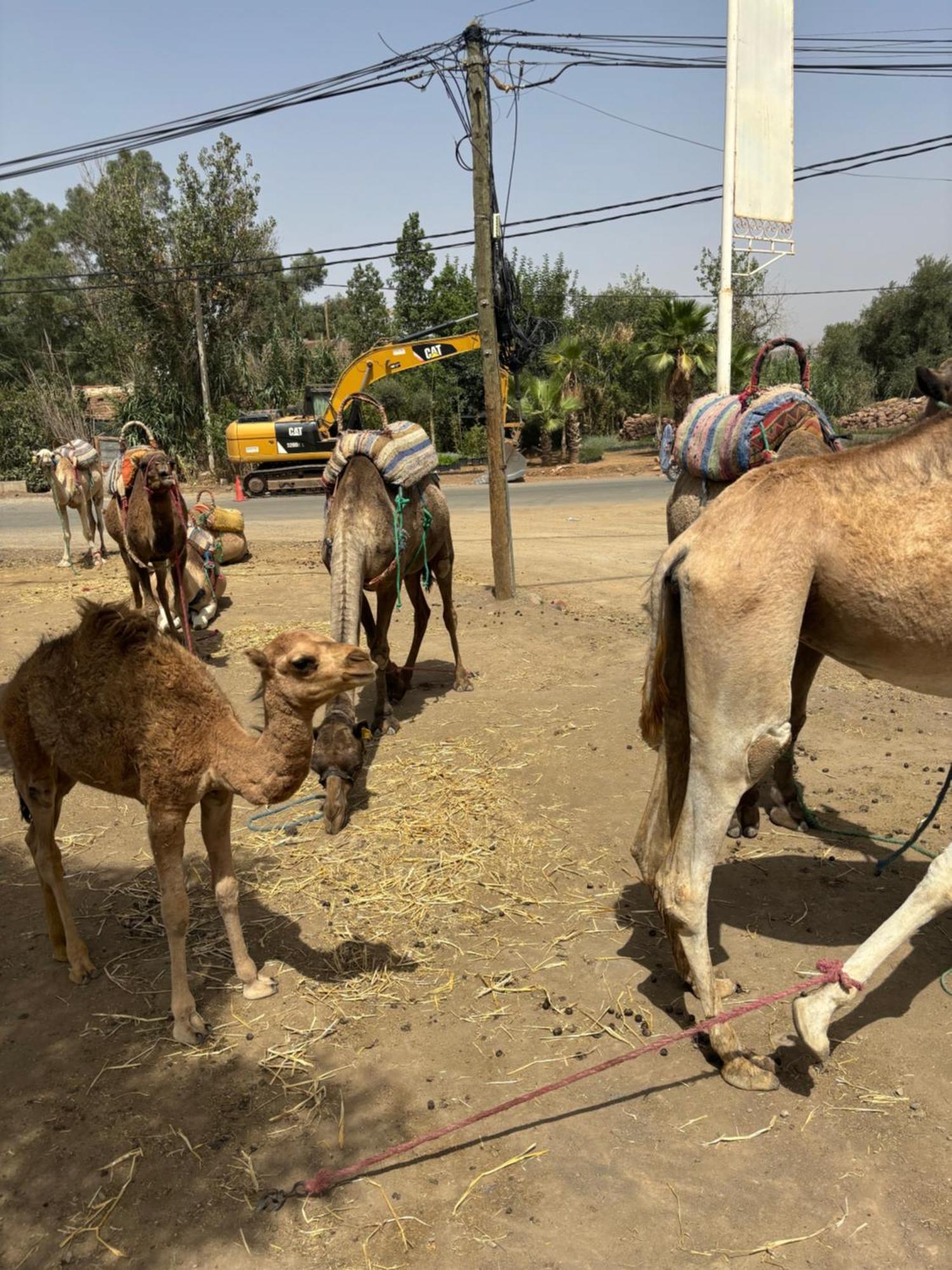 Villa Jamel Marrakech Zac Marrakesh Bagian luar foto